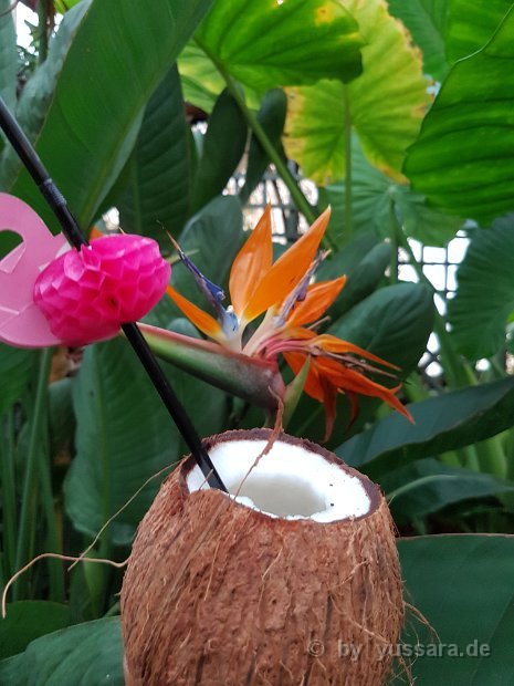 Frische Kokosnuss, mit oder ohne Kokosnuss Rum, als Begrüßung Cocktail für ihre Gäste